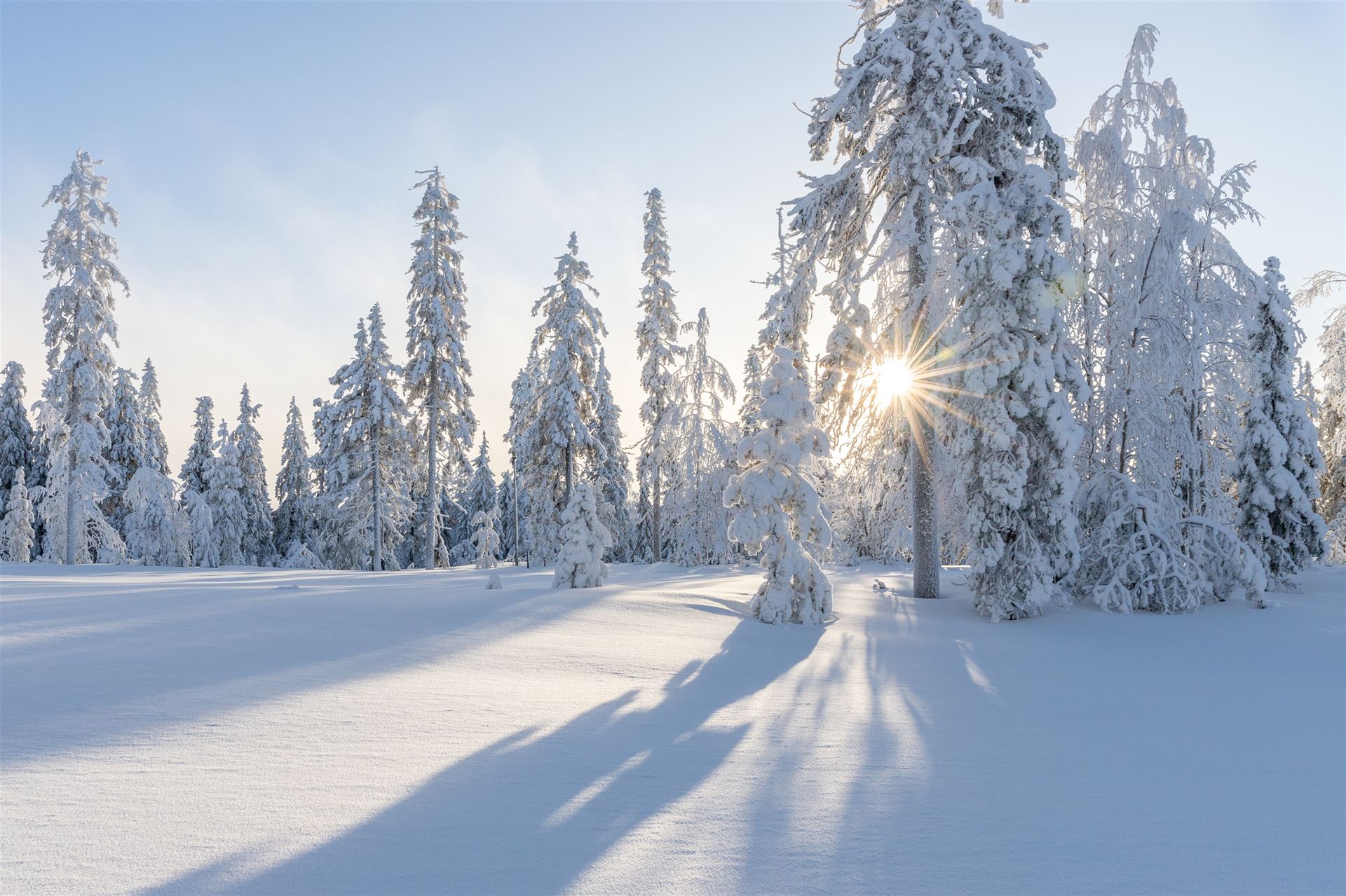 bäume, winter, schnee